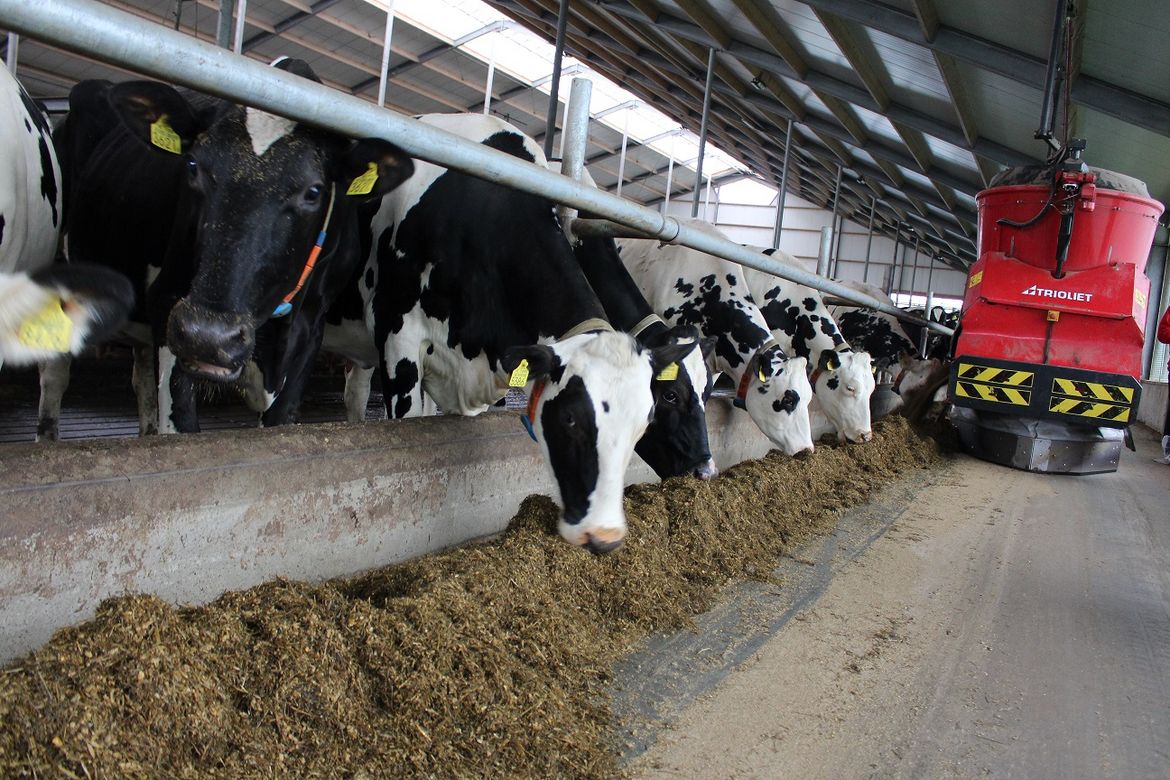A-feeder-wagon-on-wheels-can-easily-manoeuvre-through-a-stable-with-diary-cows